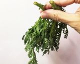 生春菊と蓮根の水煮 ごま油香る塩味サラダ作り方3写真