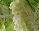 ふんわり春キャベツのロールキャベツ☆。・作り方1写真