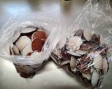飯にも肴にも！ホタテ稚貝のキムチ作り方1写真