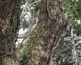 古代の甘味！あまづらせん（甘葛煎）作り方2写真
