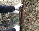 古代の甘味！あまづらせん（甘葛煎）作り方9写真