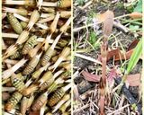 つくしの下ごしらえ作り方1写真