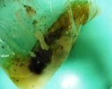 鶏肉の塩麹味噌漬け作り方2写真