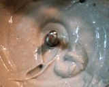しめじのお浸しと黒胡麻豆腐あん作り方2写真