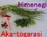 そうめん・ボンゴレ・ビアンコ__Japanese vermicelli, Somen Vongole Bianco作り方2写真