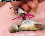 小アジ豆アジのズボラな簡単下処理！作り方8写真