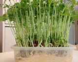 豆苗と豚ミンチの豆板醤炒め作り方1写真