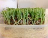 豆苗と豚ミンチの豆板醤炒め作り方2写真