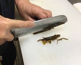 サイポンの佃煮作り方7写真