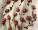 春の便り〜桜の稲荷寿司作り方7写真