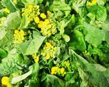 お年寄り絶讚シリーズ‼️菜花、蜂蜜梅‼️作り方1写真