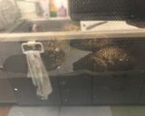 動画を参考にハンバーグ作り方7写真