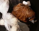 アイラップで柔らか本格煮豚！作り方7写真