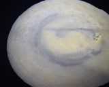 米粉ミルクレープ（粒あん）作り方4写真