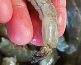 リクエストNo.1の「茹で海老」作り方4写真