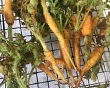チビにんじんの天ぷら作り方6写真