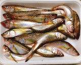 簡単 ハタハタ 南蛮漬け 骨ごとパクッと作り方1写真