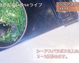 簡単！シーアスパラガスのエスニック風炒め作り方6写真