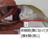 ハタハタのおつまみ素焼き(トースター)作り方2写真