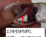ハタハタのおつまみ素焼き(トースター)作り方3写真