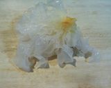 ベビーホタテと白キクラゲのサラダ♪作り方1写真