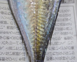 肴鯖鯵鯛鰯鮭鮪鮨！魚の三枚おろしの基本！作り方37写真