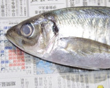 肴鯖鯵鯛鰯鮭鮪鮨！魚の三枚おろしの基本！作り方40写真