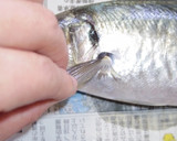 肴鯖鯵鯛鰯鮭鮪鮨！魚の三枚おろしの基本！作り方41写真