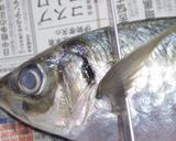 肴鯖鯵鯛鰯鮭鮪鮨！魚の三枚おろしの基本！作り方42写真
