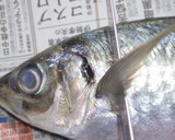 肴鯖鯵鯛鰯鮭鮪鮨！魚の三枚おろしの基本！作り方42写真