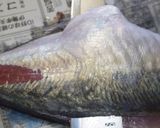 肴鯖鯵鯛鰯鮭鮪鮨！魚の三枚おろしの基本！作り方48写真