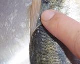 肴鯖鯵鯛鰯鮭鮪鮨！魚の三枚おろしの基本！作り方65写真