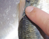 肴鯖鯵鯛鰯鮭鮪鮨！魚の三枚おろしの基本！作り方65写真