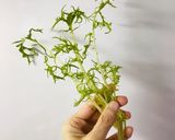 グレープフルーツと水菜のサラダ作り方2写真