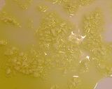 春の食卓♪鶏むね肉と菜花の和風スパゲティ作り方4写真