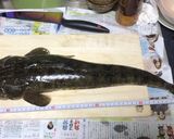 マゴチの薄造り作り方1写真