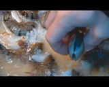 フライパンで作るパエリア作り方4写真