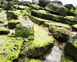 目の前の海から採ったオーサの佃煮作り方1写真