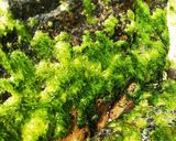 目の前の海から採ったオーサの佃煮作り方2写真
