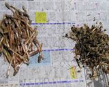 土筆と菜花の卵とじ作り方1写真