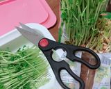 豆苗とたらこの和え物♥作り方1写真