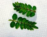 糖質オフ☆木の芽田楽豆腐♪作り方3写真
