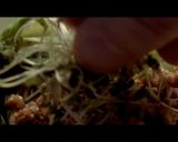 豆乳で担々麺作り方10写真