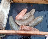 高級珍味を自宅で！　このわたの塩辛作り方1写真