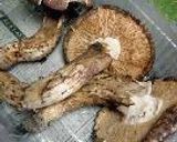 究極？　松茸といちご煮の炊き込みご飯作り方1写真