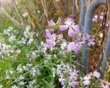 ハマダイコンの花のダシつゆ漬け作り方1写真