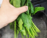 ほうれん草のおひたし(醤油洗い)作り方1写真