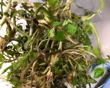 芹（セリ）の天ぷら、アオサの天ぷら作り方1写真