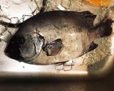 石鯛のお刺身作り方1写真