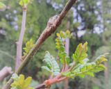 木の芽＊胡桃＊粉チーズのおむすび作り方1写真